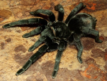 Spider-tarantula - animalul perfect