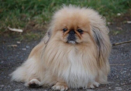 Pekingese - câinele împăraților chinezi