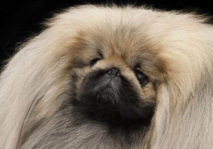 Pekingese - câinele împăraților chinezi