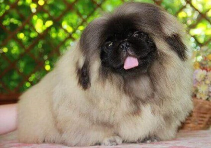 Pekingese - câinele împăraților chinezi