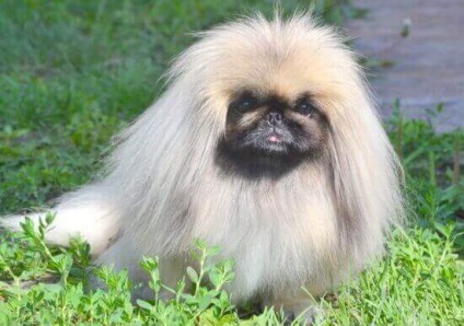 Pekingese - câinele împăraților chinezi