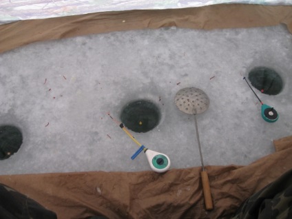 Roach în martie, trăsături de pescuit, abordări necesare - portalul «peștișă» despre pescuit