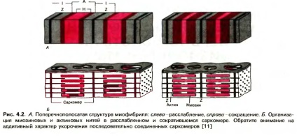 De ce durerea musculara dupa antrenament