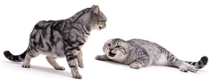 De ce pisicile și pisicile se încurcă și bâlbâie