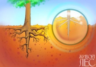 De ce a căzut arborele de la înrădăcinarea rădăcinilor