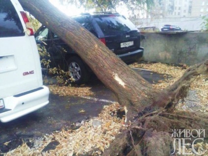 Miért egy fa esett szegés gyökerek