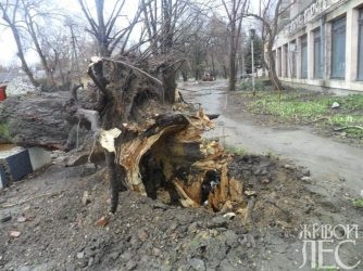 De ce a căzut arborele de la înrădăcinarea rădăcinilor