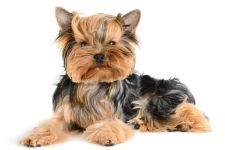 De ce Yorkshire Terrier Coughs De ce York Coughs