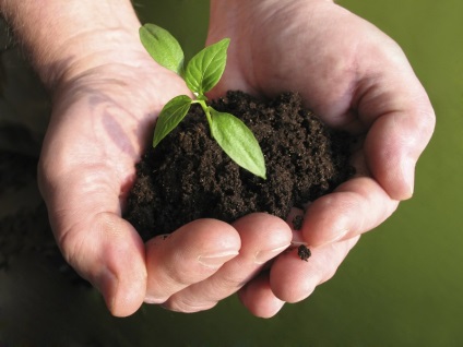 Top dressing de ardei într-o seră decât să se hrănească în timpul înfloririi, fructe, fotografie, video