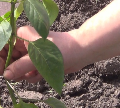 Top dressing de ardei într-o seră decât să se hrănească în timpul înfloririi, fructe, fotografie, video