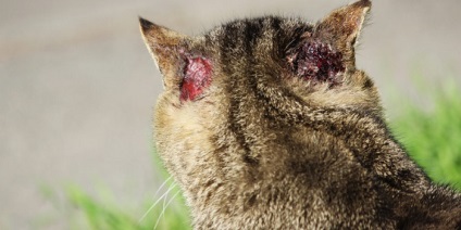 Bőr alá atkák macskák fotó, tünetei és kezelése