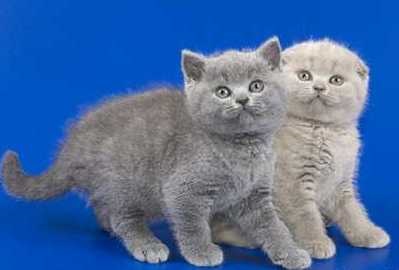 Rasa pisicilor din Scottish Fold (Scottish Fold)