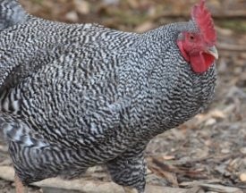 Breed csirkék domináns jellemzőinek leírása a képeket és az értékeléseket, a gazdák, a fogva tartás körülményeinek és