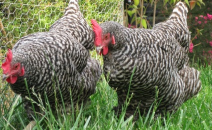 Breed csirkék domináns jellemzőinek leírása a képeket és az értékeléseket, a gazdák, a fogva tartás körülményeinek és