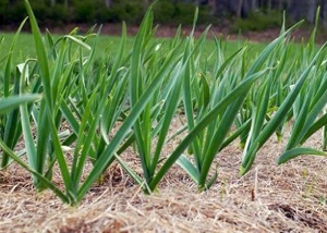 Plantarea usturoiului pentru iarnă în Siberia