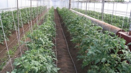 Plantarea tomatelor într-o seră de policarbonat când și cum