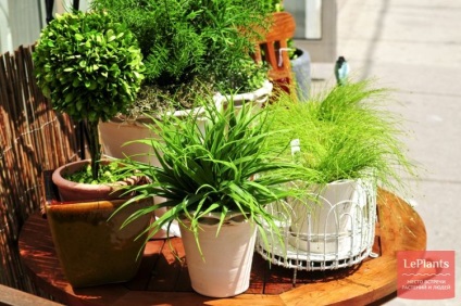 Creșteți umiditatea în sezonul de încălzire prin cele mai bune modalități și tehnici - grădina și grădina