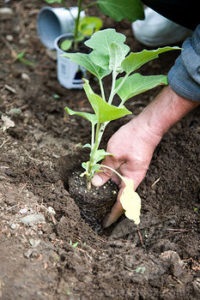 Tehnologia adecvată de plantare a semințelor cum să crească răsadurile de vinete