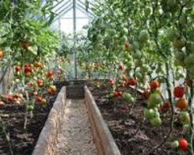 Îngrijirea corespunzătoare pentru tomate după plantare în seră