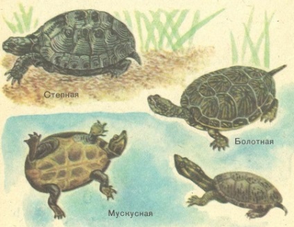 Cireping șopârle, șerpi, broaște țestoase - o carte pentru lectura pe zoologie