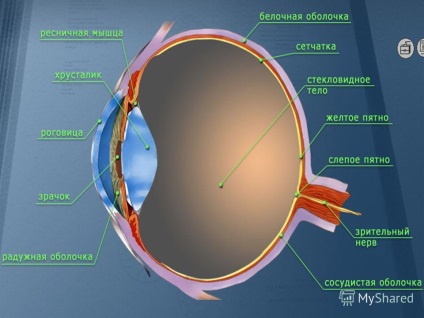 Prezentare pe subiectul ochiului-organ de vedere
