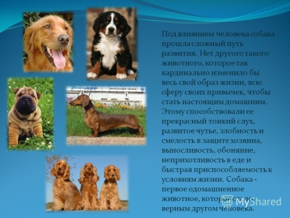 O prezentare pe tema unui câine în viața unui bărbat a fost realizată de directorul adjunct pentru educație
