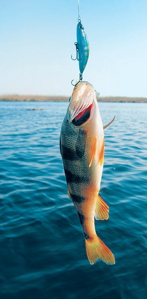 Principiile pescuitului de biban în mijlocul regiunii Volga