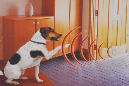 A működési elve a láthatatlan kerítés vagy elektronikus kerítés kutyák