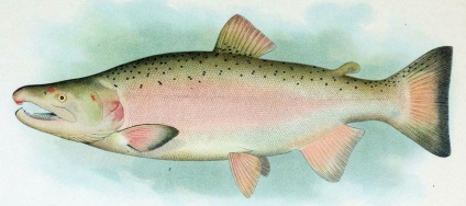 A kereskedelmi hal coho