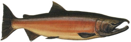 Comercială Coel Fish