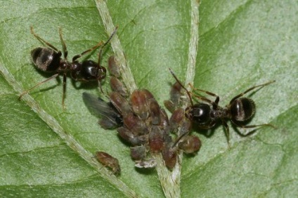 Mei de la furnici din zona suburbană - modul original de combatere a insectelor