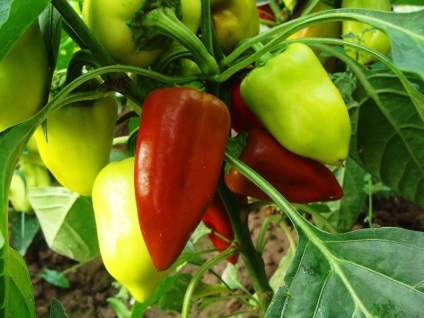 A magról nevelt paprika ültetési ideje - palántázás paprika - gyümölcs és zöldség kert
