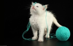 Traducere reală din engleză într-un traducător online pisica noastră a dat naștere la trei pisoi - două alb