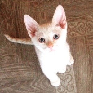 Traducere reală din engleză într-un traducător online pisica noastră a dat naștere la trei pisoi - două alb