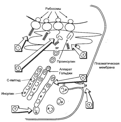 Reglarea metabolismului carbohidraților