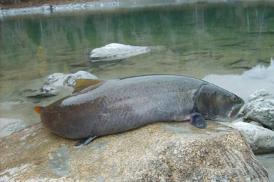Pescuit în Altai