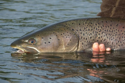 Pescuitul pentru taimen, taimen de captură de iarnă în Siberia, video, fishong