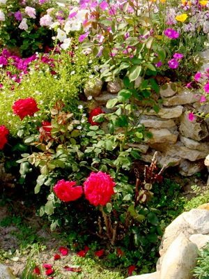 Rózsák a kertben design és a kertvárosi övezetben, dachasadovnika