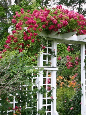 Trandafiri în designul unei grădini și parcele de țară, un deponent de dacha