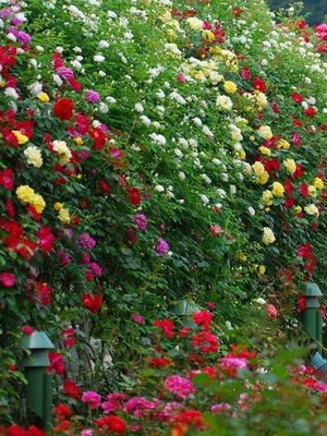Rózsák a kertben design és a kertvárosi övezetben, dachasadovnika