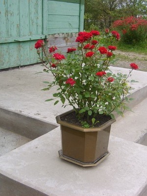 Trandafiri în designul unei grădini și parcele de țară, un deponent de dacha