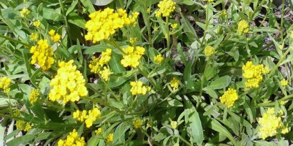 Flori de gradina - astilba, bada, bodosbor, clopot, liljnik, lichen, lupin, rudbeckia, crocus,