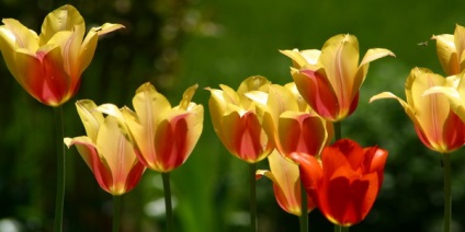 Flori de gradina - astilba, bada, bodosbor, clopot, liljnik, lichen, lupin, rudbeckia, crocus,