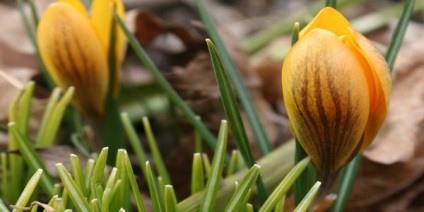 Flori de gradina - astilba, bada, bodosbor, clopot, liljnik, lichen, lupin, rudbeckia, crocus,