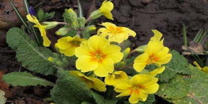 Flori de gradina - astilba, bada, bodosbor, clopot, liljnik, lichen, lupin, rudbeckia, crocus,