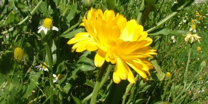 Flori de gradina - astilba, bada, bodosbor, clopot, liljnik, lichen, lupin, rudbeckia, crocus,