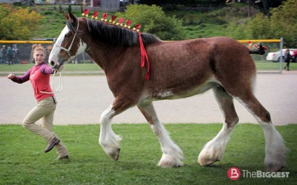 Cei mai mari cai din lume sunt cai mari de rasa Photo