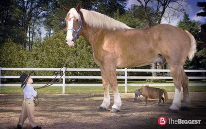 Cei mai mari cai din lume sunt cai mari de rasa Photo