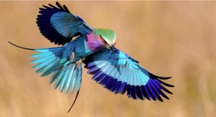 Cele mai frumoase păsări exotice (12 poze)