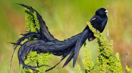 Legérdekesebb egzotikus madarak (12 fotó)